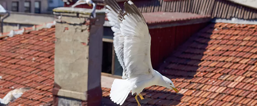 Residential Chimney Animal Removal Solution in Council Bluffs, IA