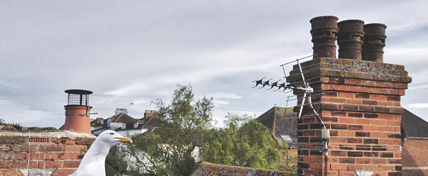 Chimney Cleaning And Restoration in Council Bluffs, Iowa